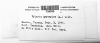 Xylaria hypoxylon image